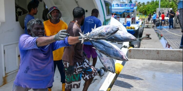 އަންނަ ހަފްތާގައި މަސްވެރިންނަށް ނުދެވި ހުރި ފައިސާ ދޭނެކަމަށް މިފްކޯއިން ބުނެފި