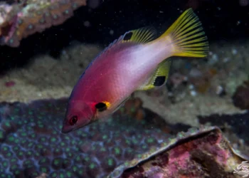 ރާއްޖޭގެ ކަނޑުފަޅުގެ ދިރުން: މަސް، ލައްކޮތަރިހިކާ