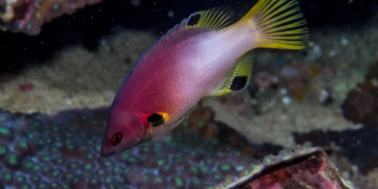 ރާއްޖޭގެ ކަނޑުފަޅުގެ ދިރުން: މަސް، ލައްކޮތަރިހިކާ