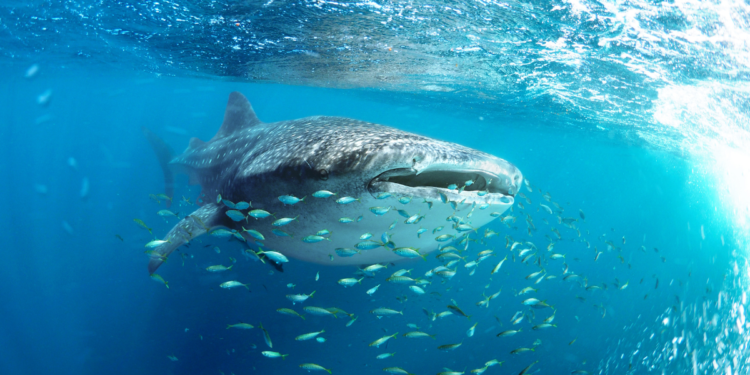 ފެހުރި ބަލަން ވަންނަ ސަރަހައްދަށް ވަންނަ އުޅަނދުގެ ބުރަފަތީގައި ގާޑު އަޅުވަން ޖެހޭ ގޮތަށް ހަދަނީ