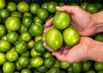 އެސްޓީއޯއިން ހެޔޮ އަގުގައި ލުނބޯ ވިއްކަން ފަށައިފި