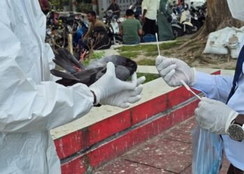 ކޮތަރުތަށް ބަލިވެ މަރުވާ ސަބަބު ދެނެގަތުމުގެ މަސައްކަތް މިނިސްޓްރީއިން ފަށައިފި