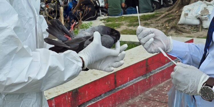 ކޮތަރުތަށް ބަލިވެ މަރުވާ ސަބަބު ދެނެގަތުމުގެ މަސައްކަތް މިނިސްޓްރީއިން ފަށައިފި