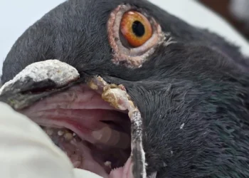 ކޮތަރު މަރުވަމުން ދަނީ ”އިންފެކްޝަންސް ކޮރައިޒާ ”ބަލީގައި : މިނިސްޓްރީ