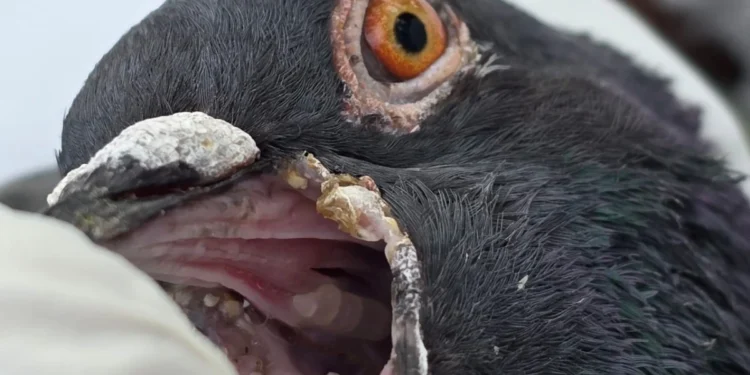 ކޮތަރު މަރުވަމުން ދަނީ ”އިންފެކްޝަންސް ކޮރައިޒާ ”ބަލީގައި : މިނިސްޓްރީ