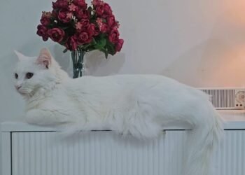 އޮޅުކޮށްގެން ގެންގުޅޭ ޖަނަވާރުތަކަށް، އިހުމާލުވާނަމަ ޖޫރިމަނާކުރެވޭ ގޮތަށް މަޖިލީހަށް ބިލެއް ހުށަހަޅައިފި