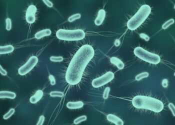 އައިޖީއެމްއެޗްގެ އެންއައިސީޔޫއިން ނުރައްކާތެރި ބެކްޓީރިއާއެއް ފެނިއްޖެ