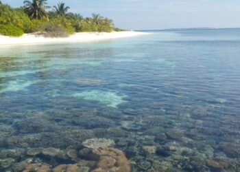 ދުނިޔޭގެ ތިމާވެށީގެ ދުވަސް ފާހަގަ ކުރުމަށް ޚާއްސަ ފެސްޓިވަލަކާއި، ފޯރަމެއް ބާއްވަނީ