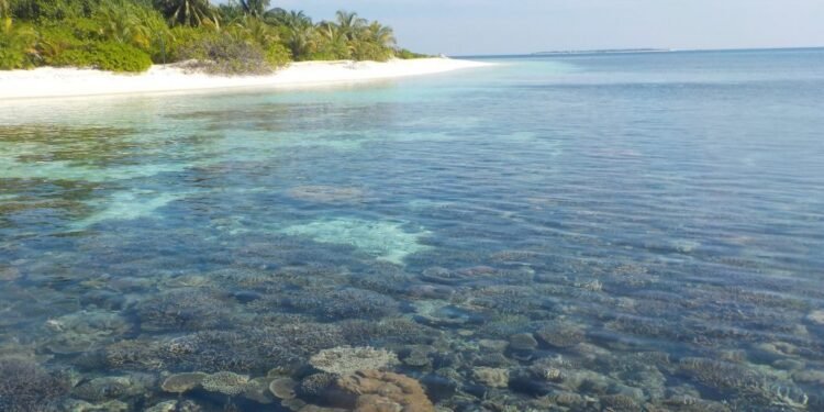 ދުނިޔޭގެ ތިމާވެށީގެ ދުވަސް ފާހަގަ ކުރުމަށް ޚާއްސަ ފެސްޓިވަލަކާއި، ފޯރަމެއް ބާއްވަނީ