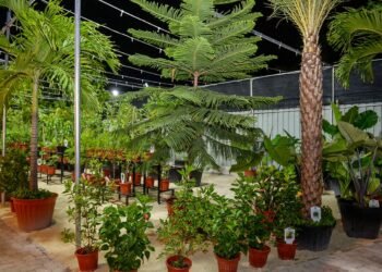 ވޭތުވެ ދިޔަ 6މަސް ދުވަހުގެ ތެރޭގައި 4500ގަސް، މާލެ ސިޓީ ކައުންސިލުން އިންދައިފި