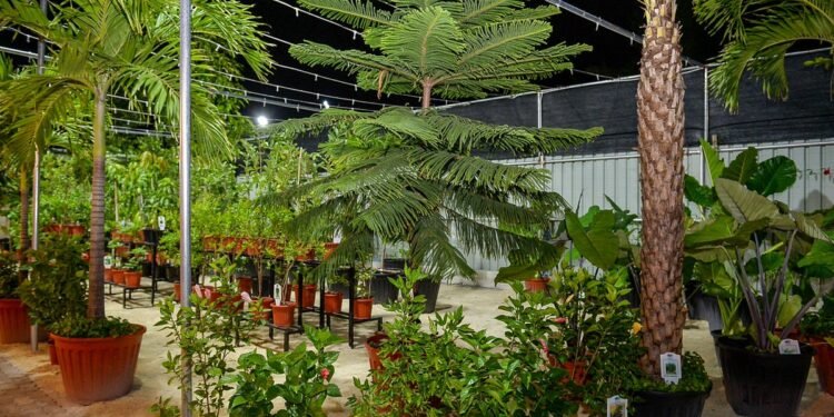 ވޭތުވެ ދިޔަ 6މަސް ދުވަހުގެ ތެރޭގައި 4500ގަސް، މާލެ ސިޓީ ކައުންސިލުން އިންދައިފި