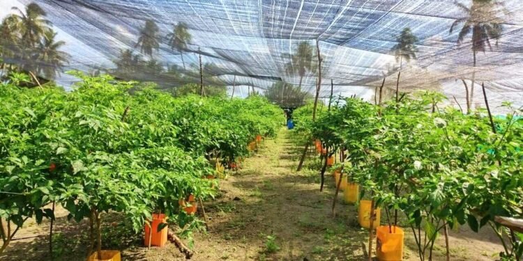 ހދ މަކުނުދޫގައި ޤާއިމްކޮށްފައިވާ ގްރީންހައުސްއަށް ށ.އަތޮޅުގެ ބައެއް ރަށްރަށުގެ ދަނޑުވެރިން ޒިޔާރަތްކޮށްފި