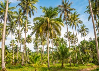 ރުކާއި ރުކުގެ ބައިތަކަށް ގެއްލުންދޭ ޕެސްޓް ކޮންޓްރޯލް ކުރުމުގެ އެއްބަސްވުމެއްގައި ޗައިނާ އެކު  ސޮއިކޮށްފި