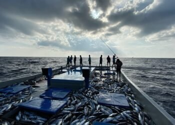 މަސްވެރިކަމުގެ ދަފްތަރުގައި ހިމެނޭ 25މަސްވެރިއަކަށް ލޯނު ދޫކޮށްފި