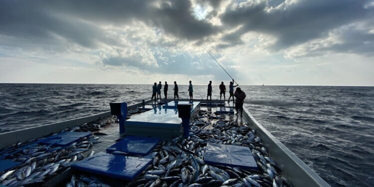 މަސްވެރިކަމުގެ ދަފްތަރުގައި ހިމެނޭ 25މަސްވެރިއަކަށް ލޯނު ދޫކޮށްފި