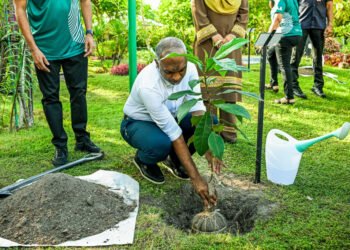 ހަތް އަތޮޅަކަށް ހައިވަކަރު ގަސް ބެހުމުގެ މަސައްކަތް ފަށައިފި