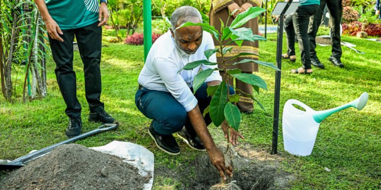 ހަތް އަތޮޅަކަށް ހައިވަކަރު ގަސް ބެހުމުގެ މަސައްކަތް ފަށައިފި
