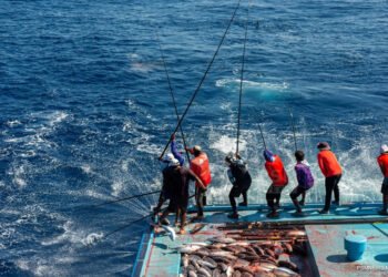 މަސްވެރިކަމުގެ ލައިސަންސަށް އެދި ހުށައެޅުން ”ކެޔޮޅު“ ޕޯޓަލް މެދުވެރިކޮށް