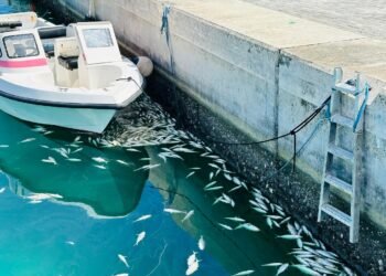 ދ.އަތޮޅު ބަނޑިދޫ ފަޅުން  މަސްތައް މަރުވަނީ