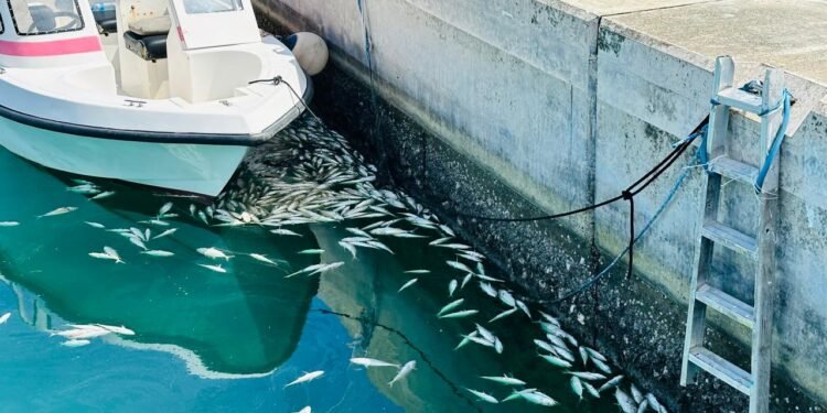 ދ.އަތޮޅު ބަނޑިދޫ ފަޅުން މަސްތައް މަރުވަނީ