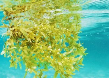 މެރިކަލްޗަރ ދާއިރާގައި އަލަށް ވިޔަފާރި ފަށަން ބޭނުންވާ، ފަރާތްތަކަށް އެހީތެރިކަން ފޯރުކޮށްދެނީ