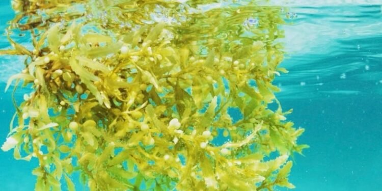 މެރިކަލްޗަރ ދާއިރާގައި އަލަށް ވިޔަފާރި ފަށަން ބޭނުންވާ، ފަރާތްތަކަށް އެހީތެރިކަން ފޯރުކޮށްދެނީ