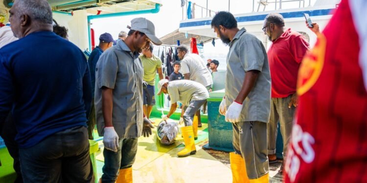 10 ކިލޯ އިން މަތީގެ ކަންނެލި ގަންނަން ފަށައިފި