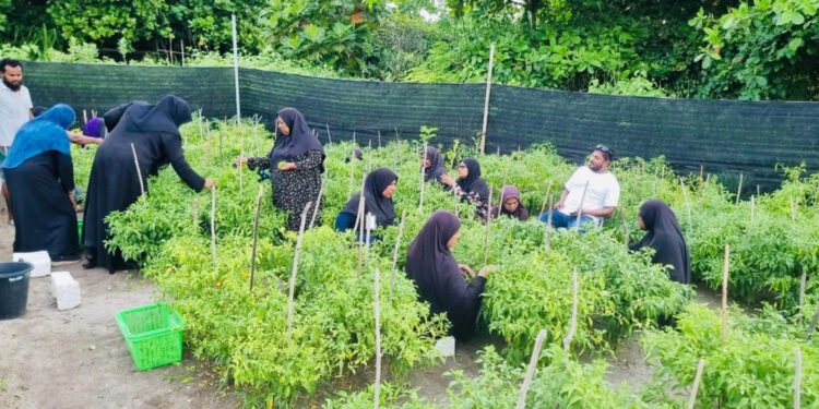 ދަނޑުވެރިން އުފައްދާ ތަކެތި ހަމަ އަގުގައި ވިއްކާނެ ވަގުތީ މާރުކޭޓެއް މާލޭގައި ގާއިމްކުރަނީ